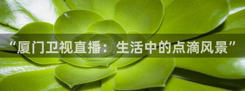 乐球直播免费观看入口：“厦门卫视直播：生活中的点滴风景”